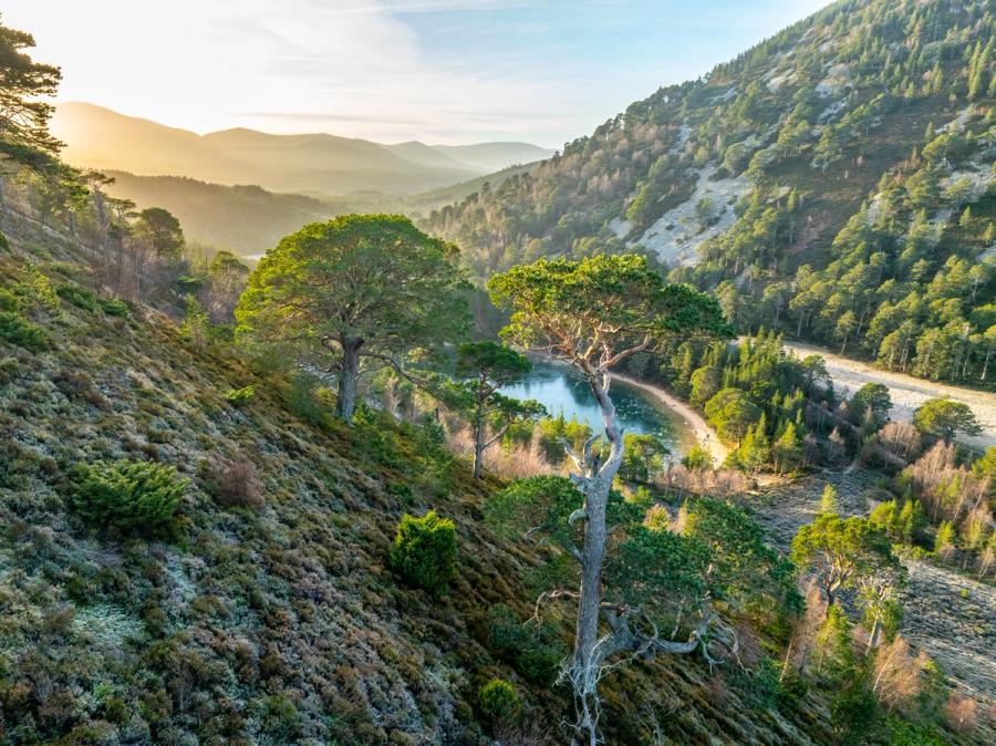 Ancient Scots pines cling to the frost-silvered slopes above a river pool in the Cairngorms, photographed from the air at winter dawn. Low raking light picks out the twisted bark and lichen-pale branches of the foreground tree against a valley still pooled in blue shadow. The receding ridgelines dissolve into warm haze, giving the scene an unusual depth for high winter.