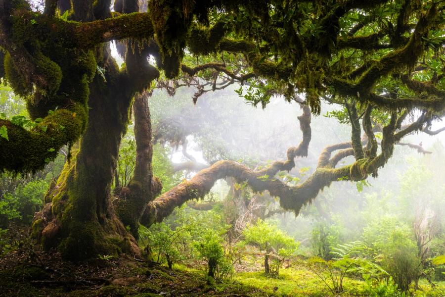 A veteran laurel tree spreads moss-laden limbs through the fog of Madeira's laurisilva forest. Mist diffuses the midday light into something close to dusk, erasing distance and drawing the eye along the serpentine branch that crosses the frame. The ancient, contorted structure and dense epiphytic moss speak to centuries of cloud-forest humidity.
