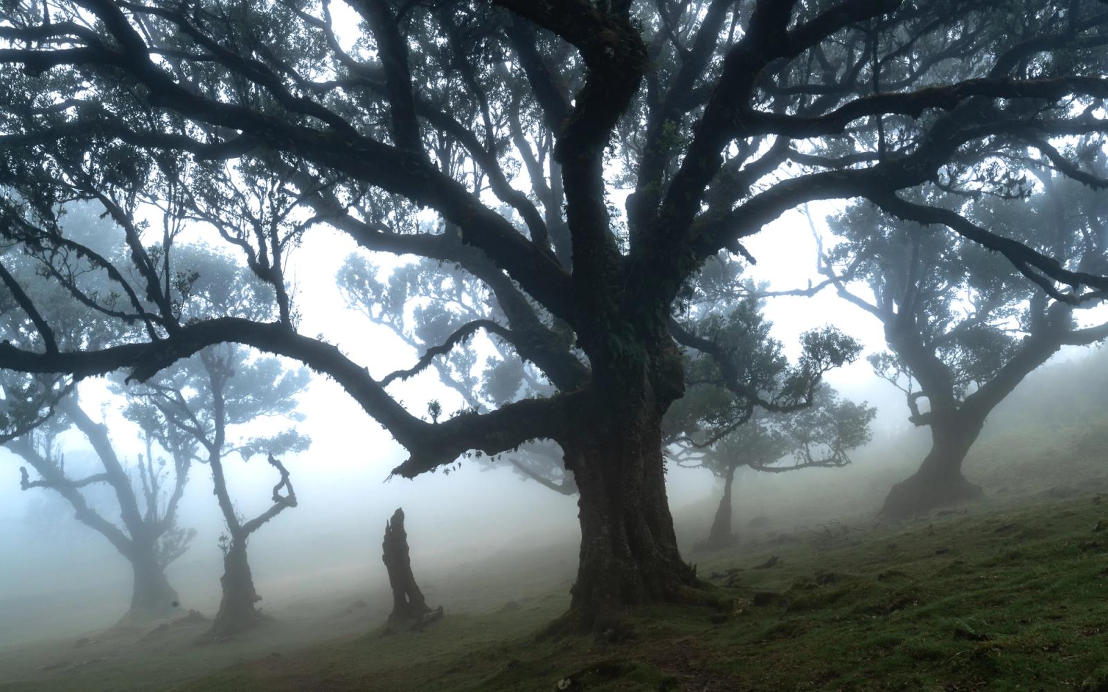 Old-growth laurisilva trees emerge from dense cloud on the Fanal plateau, Madeira. The fog reduces the forest to successive planes of silhouette, isolating the dominant foreground trunk against a luminous, featureless mid-ground. Captured in the flat diffuse light of early afternoon, the image reads as a study in depth and arboreal form.