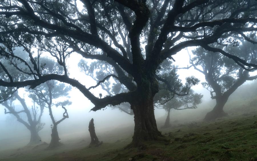 Old-growth laurisilva trees emerge from dense cloud on the Fanal plateau, Madeira. The fog reduces the forest to successive planes of silhouette, isolating the dominant foreground trunk against a luminous, featureless mid-ground. Captured in the flat diffuse light of early afternoon, the image reads as a study in depth and arboreal form.