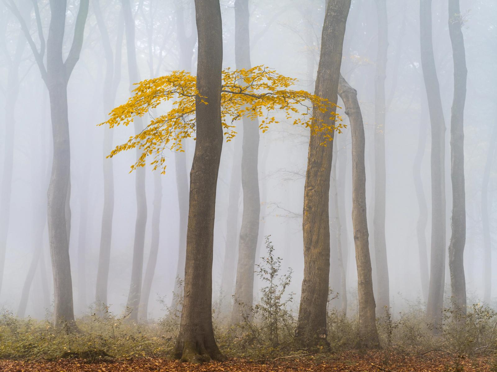 The lower branches of this Beech tree stand alone against it's neighbouring trunks. Golden leaves stand out against the fog, creating a brilliant focal point.