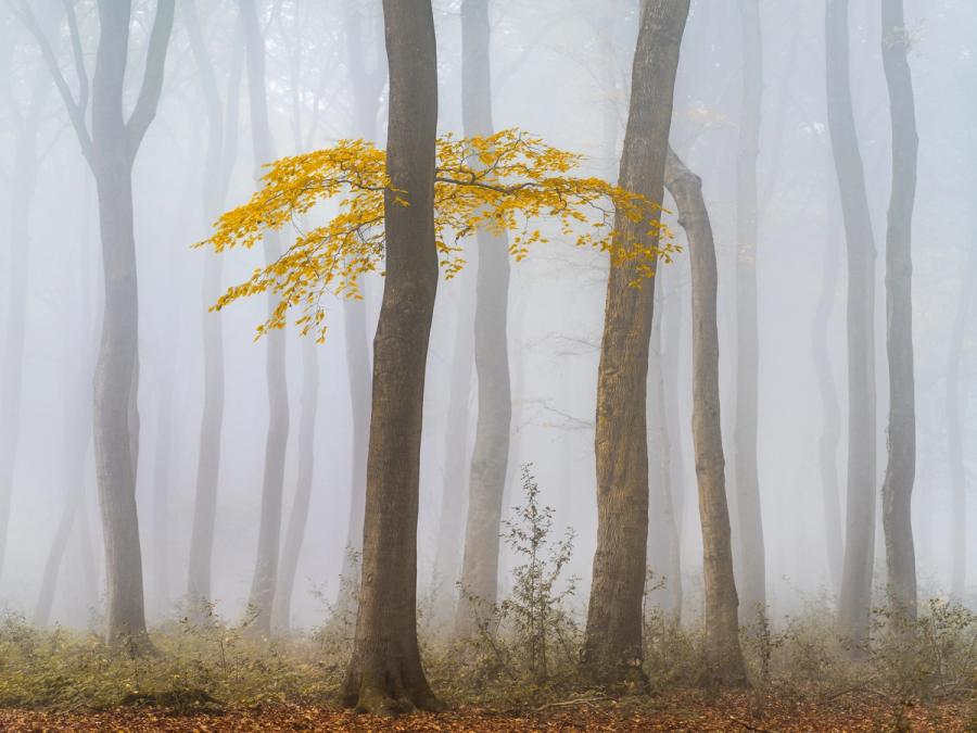 The lower branches of this Beech tree stand alone against it's neighbouring trunks. Golden leaves stand out against the fog, creating a brilliant focal point.