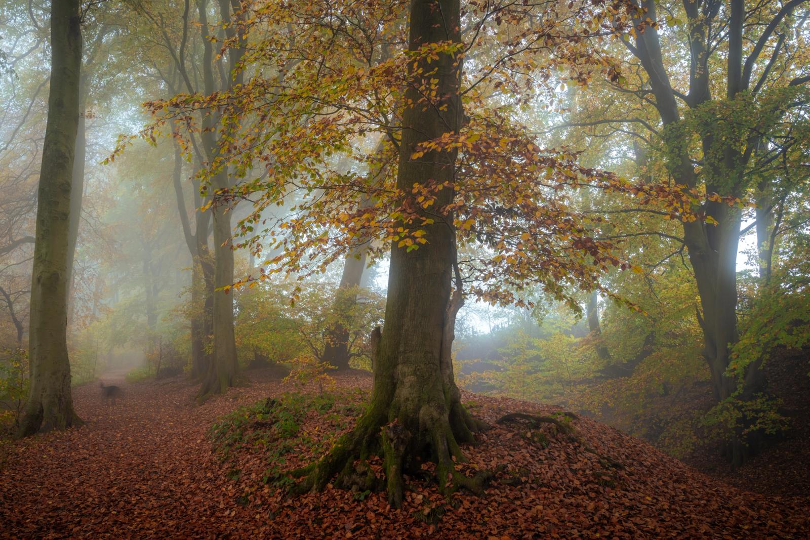 A mature beech stands amid a fog-bound woodland floor in the Chilterns, Oxfordshire, the leaf litter carpeting the ground while mist softens the middle distance to near-white and lends the scene a hushed, suspended quality. The paired trunk structure and exposed buttress roots provide a quiet anchor against the dissolving background. Captured in the early November half-light, the foliage retains enough ochre and amber to confirm the last days of colour before full leaf-fall.
