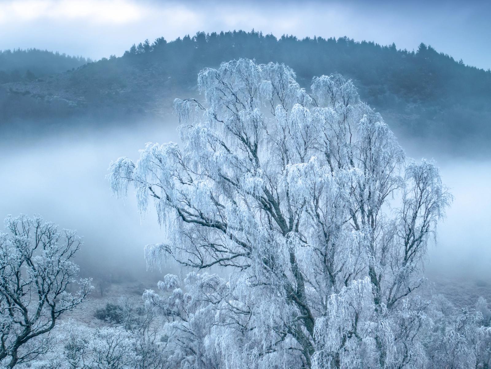 A heavily frosted birch emerges above a temperature inversion in Strathspey, Cairngorms National Park, December 2025. The mist pool fills the valley floor while a conifer-clad ridge recedes into cloud above, compressing the scene into a near-monochromatic study of cold and stillness. The aerial vantage isolates the dominant tree against the white atmosphere without reducing it to abstraction.