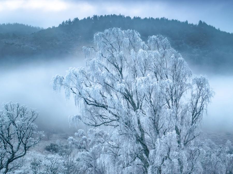 A heavily frosted birch emerges above a temperature inversion in Strathspey, Cairngorms National Park, December 2025. The mist pool fills the valley floor while a conifer-clad ridge recedes into cloud above, compressing the scene into a near-monochromatic study of cold and stillness. The aerial vantage isolates the dominant tree against the white atmosphere without reducing it to abstraction.
