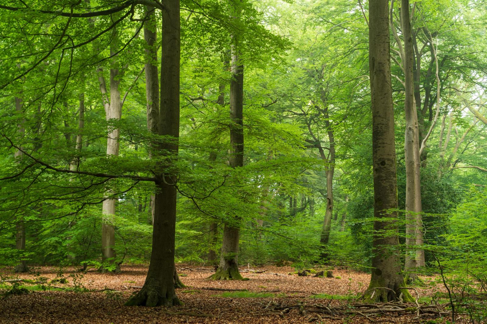 Mature beech trees stand in an open woodland interior in the Chilterns, Oxfordshire, beneath a soft, diffuse summer overcast. Fallen leaf litter carpets the floor in warm ochre tones, contrasting with the fresh canopy green above. Light mist softens the mid-distance, lending the scene a quiet, enclosed quality.