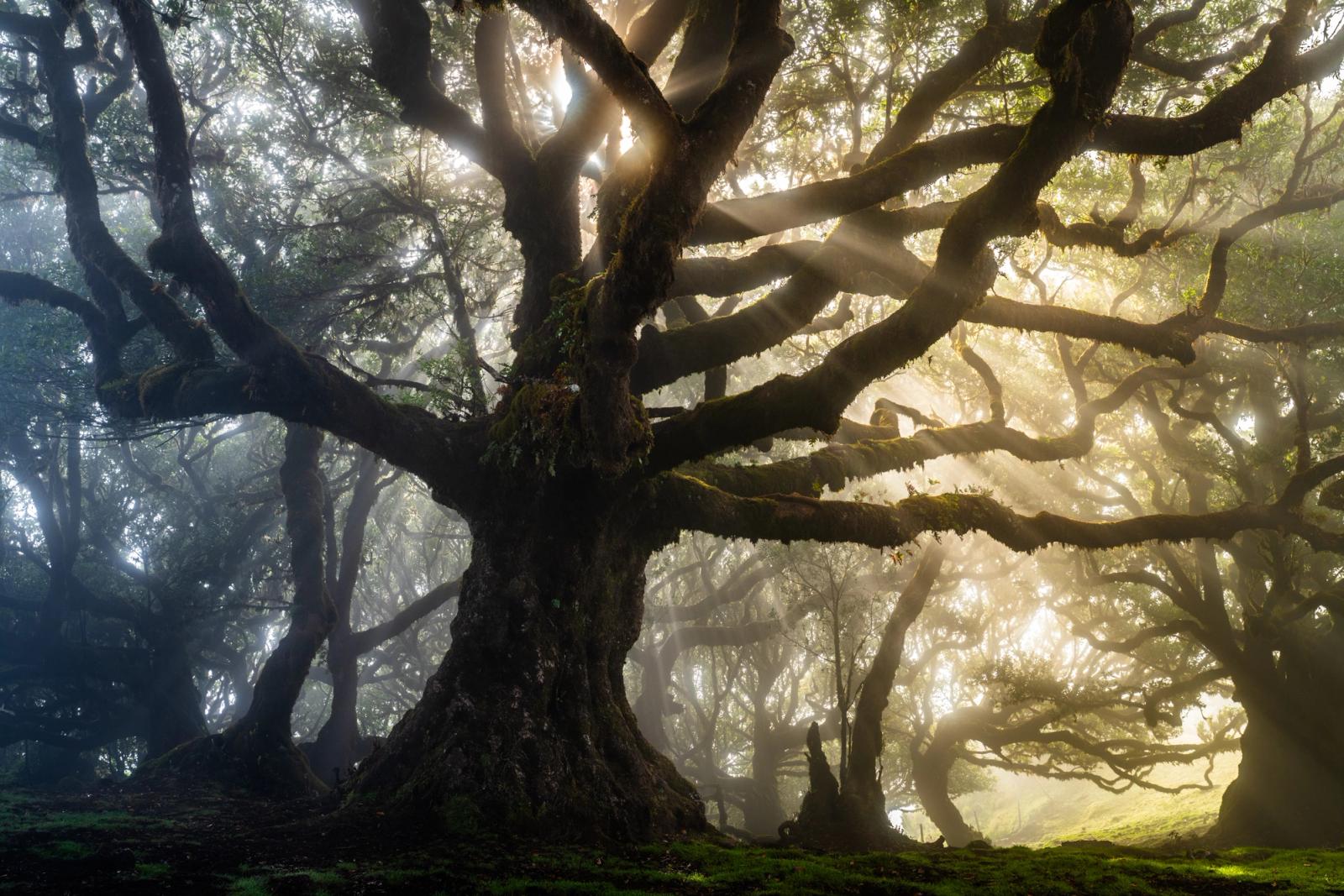 Crepuscular rays break through mist-laden laurel forest in the ancient laurisilva of Fanal, Madeira, illuminating the gnarled, moss-covered limbs of a centuries-old Til tree. The low sun pierces the canopy at a shallow angle, rendering the suspended moisture as visible columns of light between silhouetted trunks. The composition holds the dominant tree in near-silhouette, allowing the luminous background to carry the image's emotional weight.