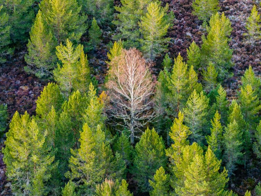 A bare silver birch stands leafless at the centre of a young Scots pine canopy in the Cairngorms, its pale branching structure catching low spring light against a backdrop of heather and regenerating forest. The aerial perspective flattens the scene into near-abstract pattern, the single deciduous tree anchoring the composition with quiet authority. Captured in early April, before birch leaf-break, the contrast between bare and evergreen records the precise threshold of the Highland spring.
