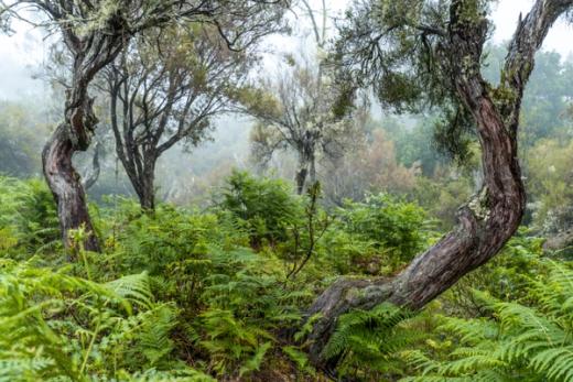 Hidden Woodlands & Landscapes, Madeira