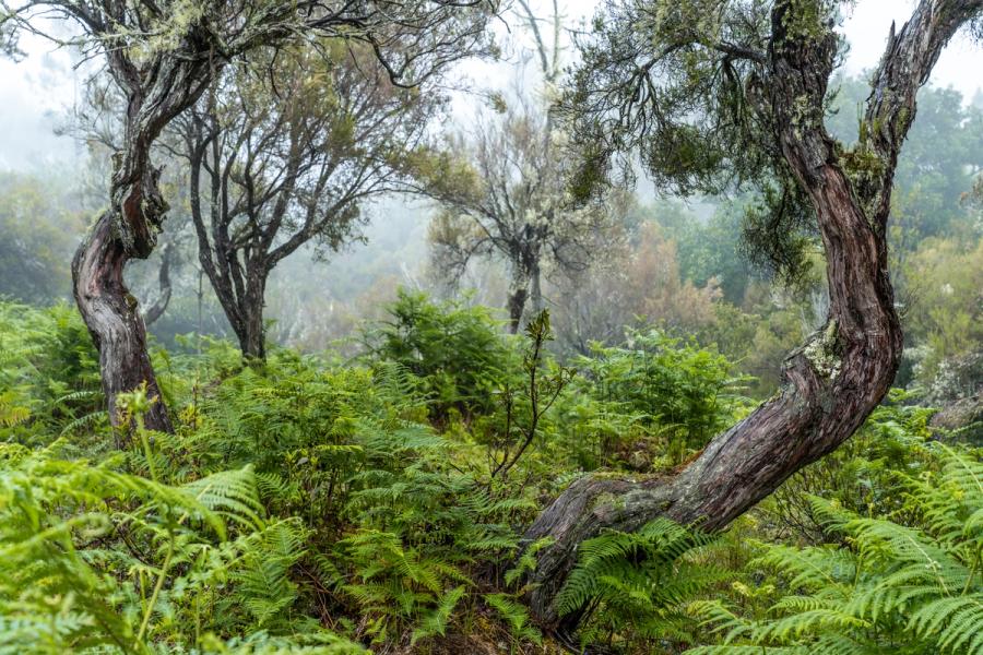 Framed in Bracken