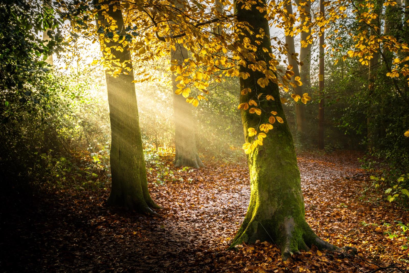 Low autumn sun breaks through a gap in mixed woodland in the Chilterns, Oxfordshire, casting distinct crepuscular rays between two moss-based beech trunks. A carpet of fallen leaves covers the forest floor while backlit golden foliage frames the burst of light. The mist implied by the visible rays adds depth to the receding treeline.