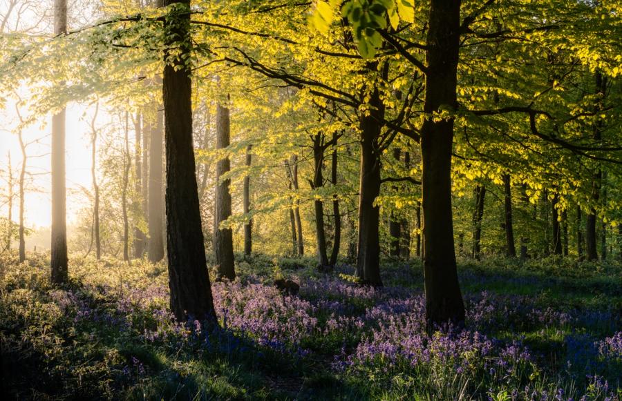 Low dawn light filters through a broadleaf woodland in the Chilterns, Oxfordshire, where fresh spring leaf casts long shadows across a dense carpet of bluebells. Residual mist softens the background trees and amplifies the backlit glow on the canopy. The composition holds depth without a single dominant subject, relying instead on the layered rhythm of trunks receding into the haze.