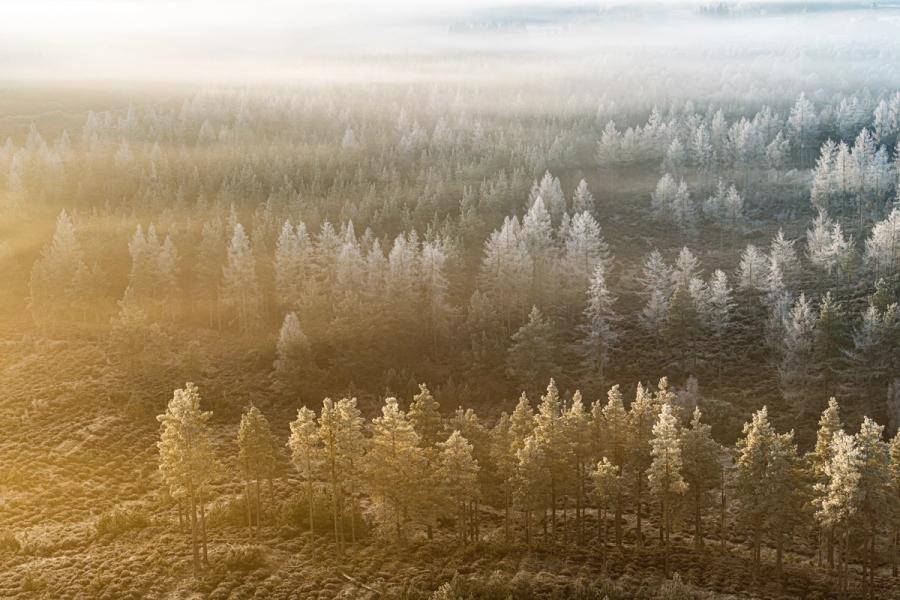 A low winter sun catches the leading edge of a frost-covered conifer plantation above Aviemore, the warm raking light dissolving into cold hoar-grey as the eye moves deeper into the fog. Shot from above on Christmas morning, the image reads as near-abstract â a clean diagonal boundary between light and shadow bisecting the forest canopy. The Cairngorms plateau holds its habitual inversion, compressing the atmosphere into a single luminous band.