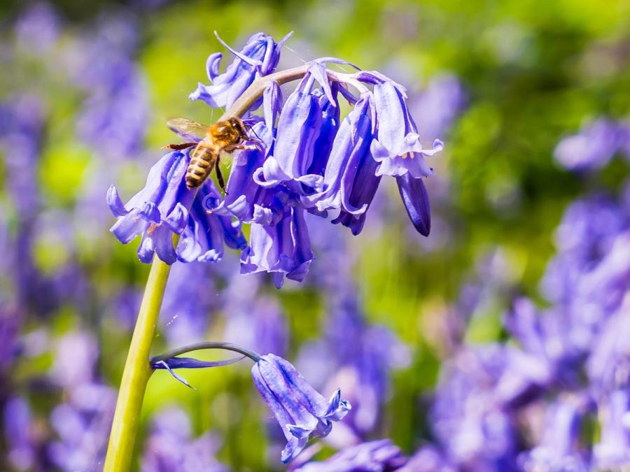 A honey bee works the raceme of a common bluebell in full spring bloom, the sharply rendered insect set against a soft wash of violet and green from the surrounding woodland floor. Strong directional light picks out the bee's banding and the translucent bell petals. The shallow depth of field isolates the subject cleanly without contrivance.