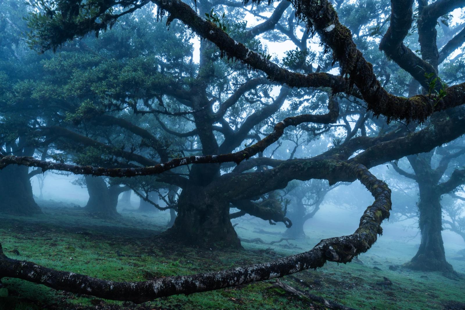 A veteran laurisilva tree spreads massive, moss-laden limbs through dense fog in the ancient laurel forest of Fanal, Madeira. The fallen foreground branch leads the eye into a receding corridor of gnarled forms, each successive tree dissolving further into blue-grey vapour. The cool, monochromatic palette and near-symmetrical chaos of the canopy give the scene an authority that transcends the picturesque.