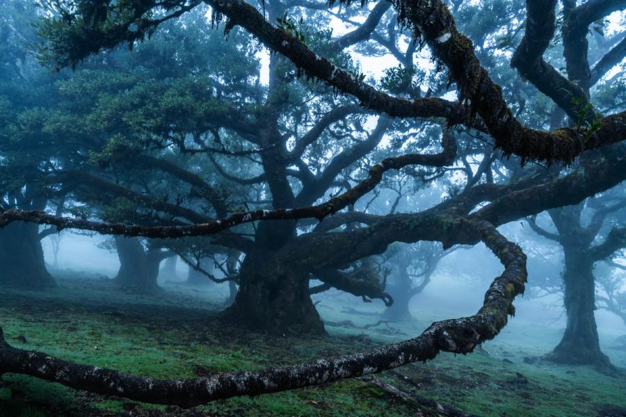 A veteran laurisilva tree spreads massive, moss-laden limbs through dense fog in the ancient laurel forest of Fanal, Madeira. The fallen foreground branch leads the eye into a receding corridor of gnarled forms, each successive tree dissolving further into blue-grey vapour. The cool, monochromatic palette and near-symmetrical chaos of the canopy give the scene an authority that transcends the picturesque.