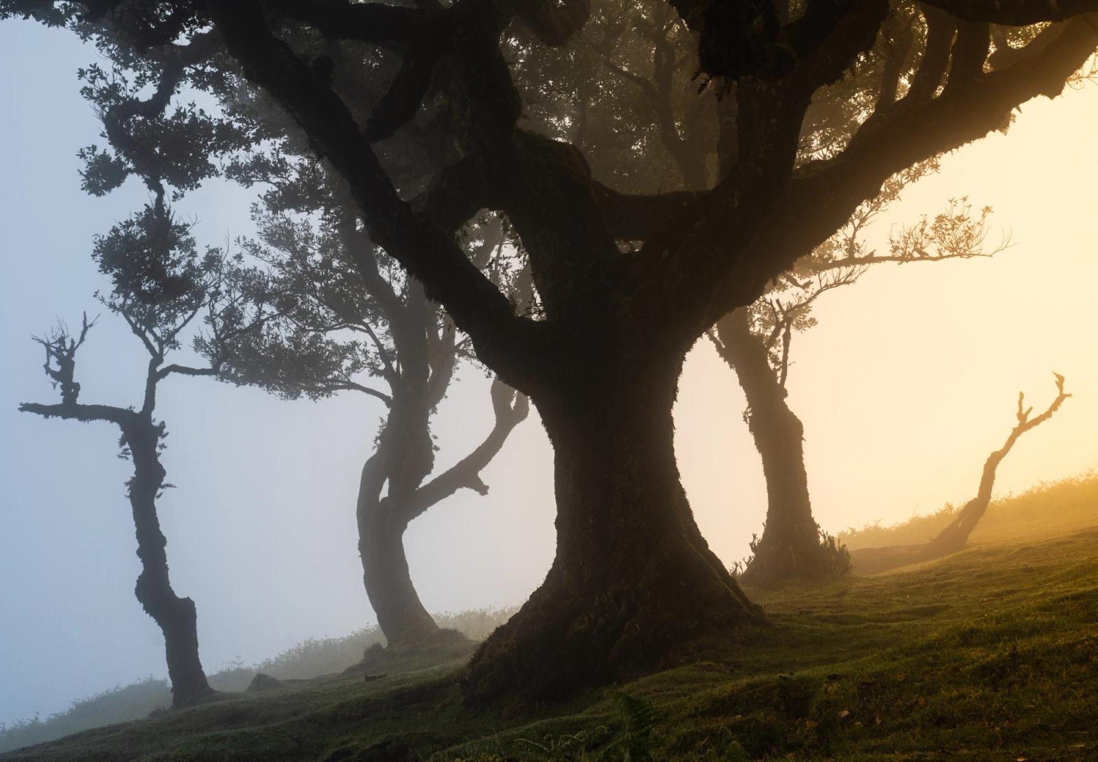 A massive laurisilva tree dominates the foreground in Madeira's Fanal forest, its gnarled trunk silhouetted against a striking division of cold blue mist to the left and warm amber fog-light to the right. The tonal opposition — cool shadow world against glowing dawn — gives the composition an almost theatrical tension without artifice. Supporting trees recede into layered fog, reinforcing both depth and the forest's primordial scale.