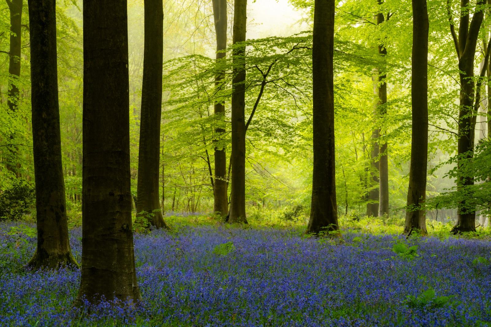 A carpet of bluebells spreads beneath fresh-leafed beech trees in Micheldever Wood, Hampshire, caught in early morning mist. Diffused dawn light filters through the canopy, softening the trunks into a receding series of verticals. The complementary contrast between blue-violet ground flora and lime-green foliage gives the scene its quiet intensity.