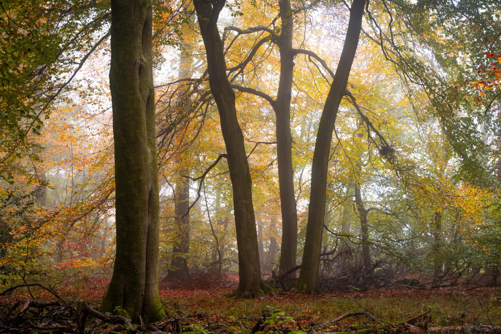 A cluster of mature beech trees stands in soft November mist in the Chilterns, Oxfordshire, their trunks forming a loose colonnade against a diffuse, fog-whitened interior. Fallen leaves carpet the woodland floor alongside tangled deadwood, the canopy still holding remnant amber and ochre foliage at peak leaf-fall. The muted, even light suppresses contrast and lends the scene an interior quiet characteristic of early-morning fog in lowland broadleaved woodland.