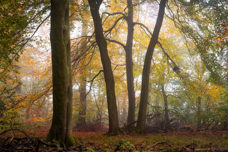 A cluster of mature beech trees stands in soft November mist in the Chilterns, Oxfordshire, their trunks forming a loose colonnade against a diffuse, fog-whitened interior. Fallen leaves carpet the woodland floor alongside tangled deadwood, the canopy still holding remnant amber and ochre foliage at peak leaf-fall. The muted, even light suppresses contrast and lends the scene an interior quiet characteristic of early-morning fog in lowland broadleaved woodland.