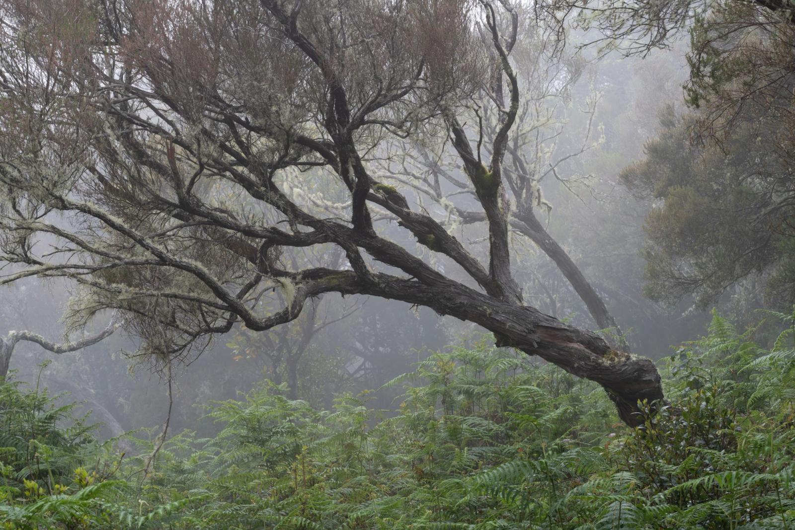 A heavily moss- and lichen-draped tree leans at a near-horizontal angle through dense cloud forest mist, its dark tortured trunk contrasting with a soft understorey of ferns and low shrub. The layered recession of fog-veiled trees behind provides depth without distraction. The image sits within a tradition of laurisilva or high-altitude cloud forest, most consistent visually with Macaronesian laurel woodland.