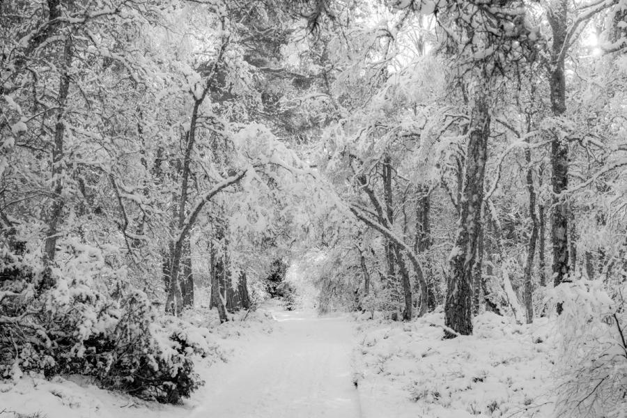 Walking through the snow covered forests in the Cairngorms National Park is always beautiful. The arching trees were thanks to the sheer amount of snow on the branches - the weight pushing down on the trunk bending the trees over.