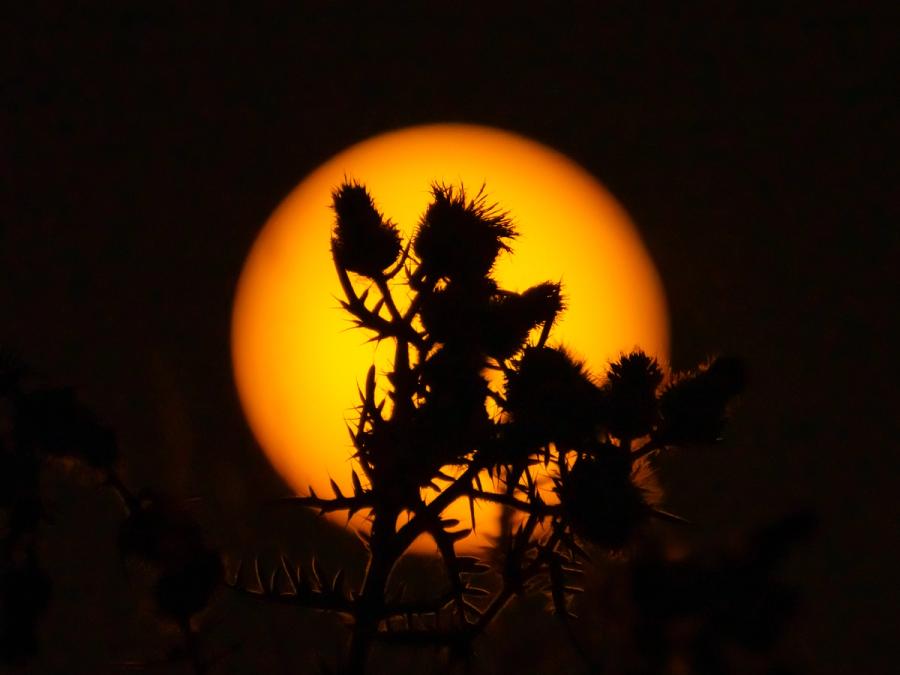 A thistle silhouetted against a low, haze-diffused sun compresses the scene into stark amber and black. The spined stems and burr-like seed heads read as graphic mark-making against the luminous disc. Captured at dusk in August, the image distils late-summer's coarseness into something geometric and still.
