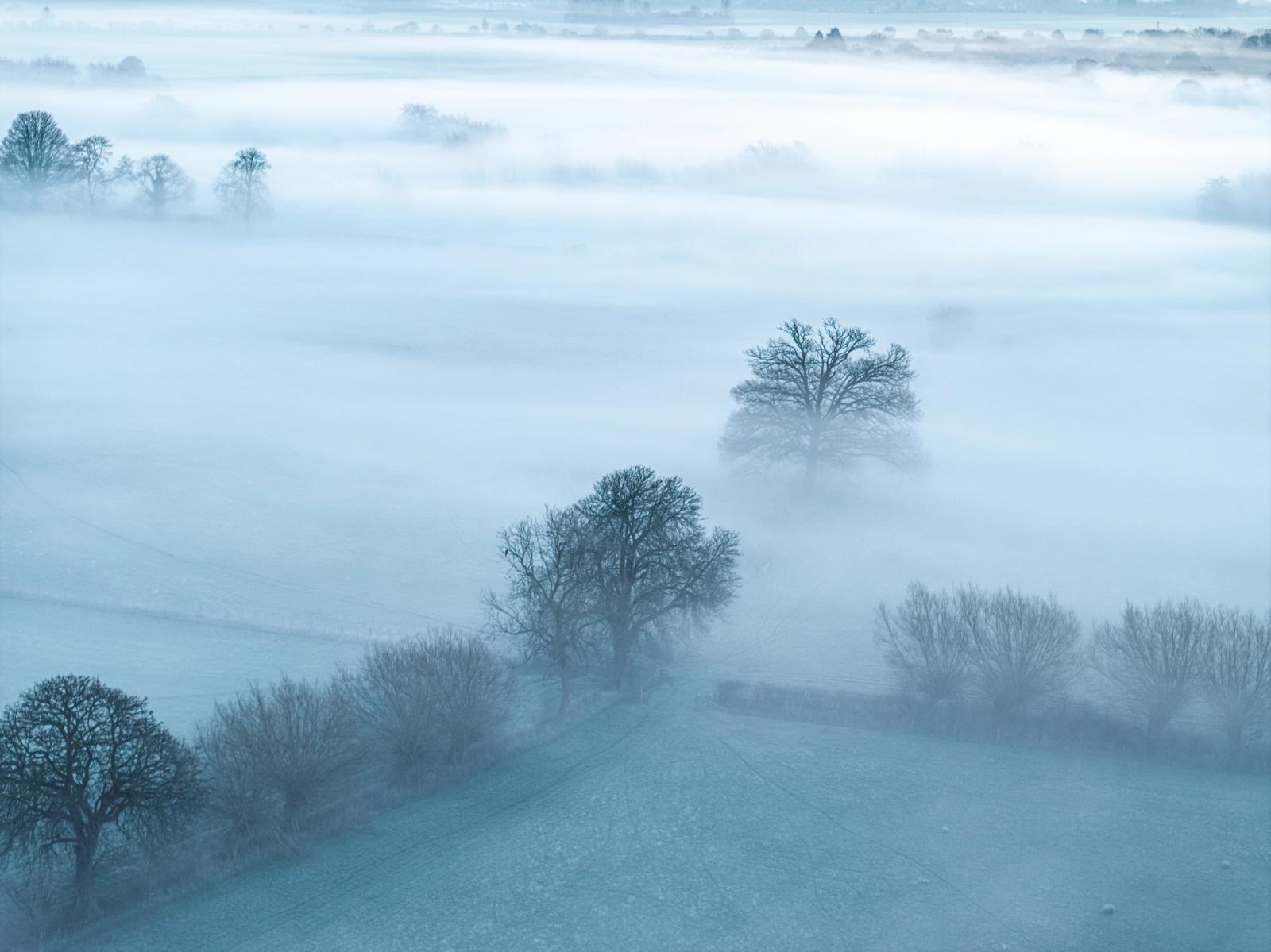 A temperature inversion settles across the Thames Valley near Wallingford, submerging the farmland in dense fog while bare oak trees emerge as dark silhouettes at varying depths. The elevated drone perspective compresses the receding layers of mist into near-abstract bands of cool blue-grey, with hedgerow trees in the foreground providing scale and anchoring the composition.