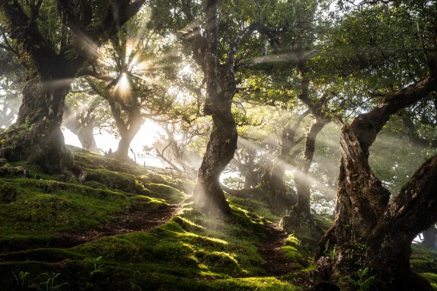Sun rays pierce the canopy of ancient laurel forest at dawn, scattering through mist to illuminate a moss-carpeted floor. The gnarled, twisting trunks of Madeira's laurisilva â a remnant of the Tertiary-era forests that once covered southern Europe â frame shafts of light in a scene of rare atmospheric density. The panoramic framing holds the disorder of the woodland in careful tension with the ordered geometry of the light.
