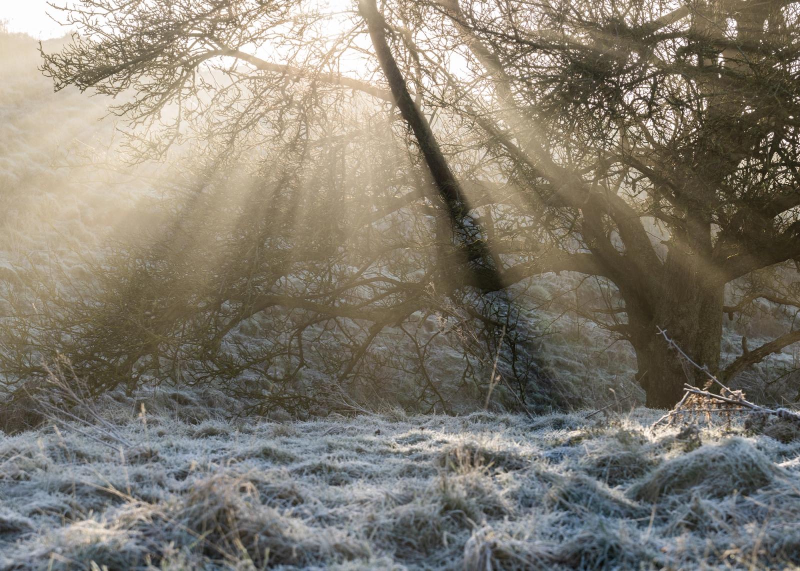 Low winter sun breaks through bare hawthorn scrub on a heavily frosted morning, casting distinct crepuscular rays into ground mist. The hoarfrost on the grass foreground anchors the scene, while the contre-jour exposure holds detail across a wide tonal range. A quiet, precisely observed moment of cold-season light.