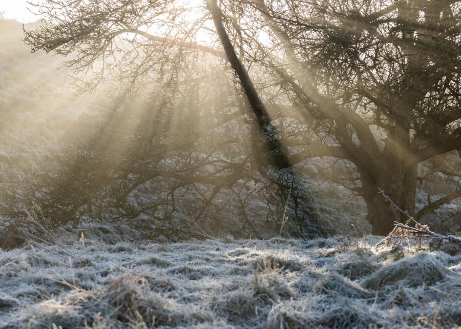 Low winter sun breaks through bare hawthorn scrub on a heavily frosted morning, casting distinct crepuscular rays into ground mist. The hoarfrost on the grass foreground anchors the scene, while the contre-jour exposure holds detail across a wide tonal range. A quiet, precisely observed moment of cold-season light.