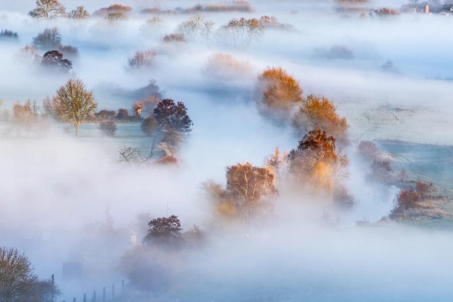 A temperature inversion fills a lowland valley with rolling fog at dawn, reducing the landscape to isolated crowns of autumn colour. Warm first light catches the amber and russet foliage of deciduous trees, each group surfacing from the white like small islands. The layered recession of mist planes gives the scene unusual depth and structural calm.