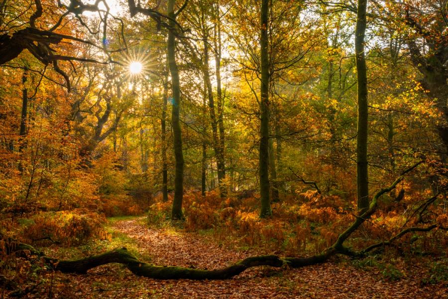 Low autumn sun breaks through mixed deciduous woodland in Savernake Forest, casting a starburst between the trunks and lighting a leaf-strewn path bordered by dying bracken. A fallen moss-covered branch in the foreground anchors the composition against the luminous mid-canopy. The scene reads as late October or early November, the foliage in its final amber and gold before leaf-fall.