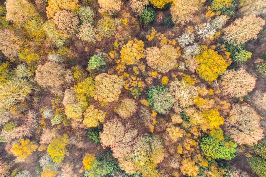 A nadir aerial view over mixed deciduous woodland near Henley-on-Thames records the uneven progress of leaf fall in mid-November, where yellow-gold crowns of oak and field maple sit alongside bare branch structures and the dark cones of retained evergreens. The flat, diffuse light of an overcast morning suppresses shadow and allows the tonal range of the canopy â ochre, buff, pale green and ash-white â to read as near-abstract patchwork.