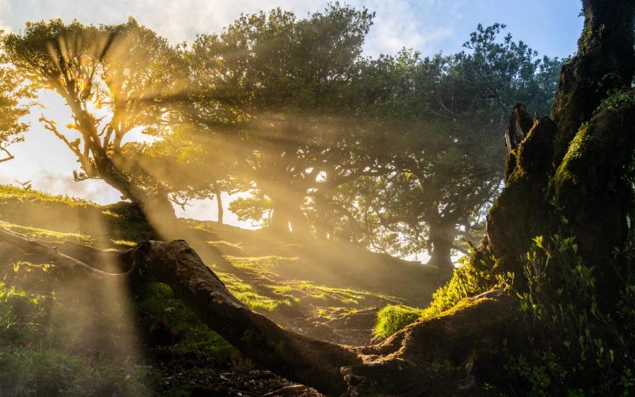 Shafts of early morning light break through the canopy of a laurel forest, illuminating mist drifting between ancient wind-shaped trees. The low viewpoint, anchored by a gnarled root system in the foreground, places the viewer within the forest floor. The combination of crepuscular rays and residual cloud vapour gives the scene rare atmospheric depth.