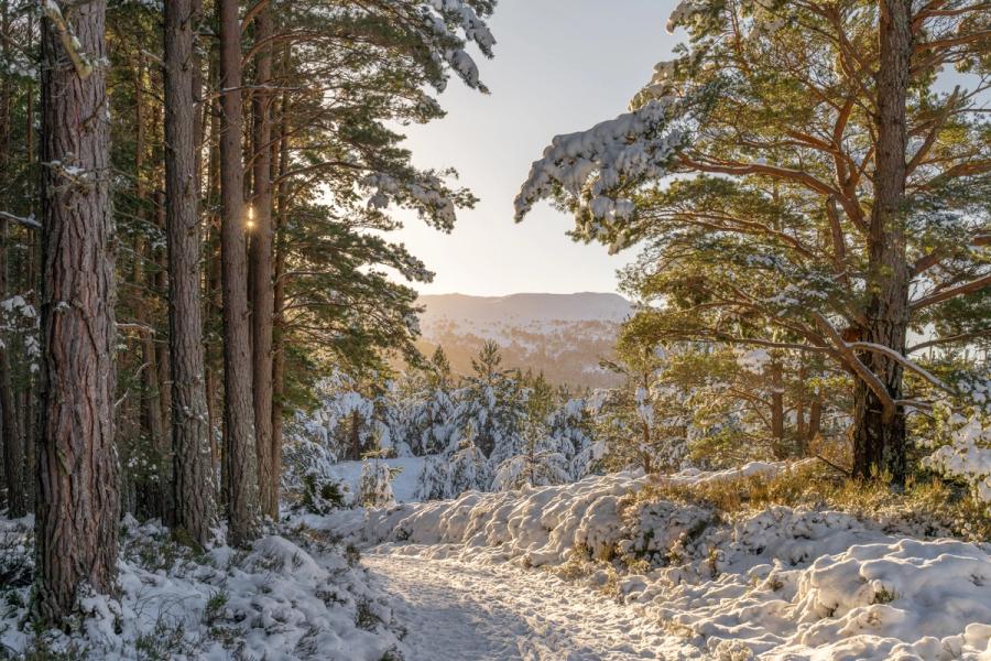 Low January sun breaks through Scots pine, casting warm light across a snow-laden forest track. The path leads the eye toward an open mountain panorama, the middle distance filled with snow-covered young conifers glowing in late afternoon backlight. A small sunstar flares between trunks, anchoring the depth.
