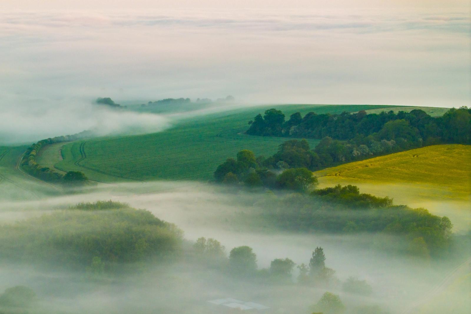 A temperature inversion fills the valley floors of the Chiltern scarp with dense mist, leaving the upper downland clear and green. Tree canopies emerge as islands from the fog, while a curving farm track traces the hillside above the cloud. The rapeseed yellow on the right flank anchors the muted palette with a note of early season colour.