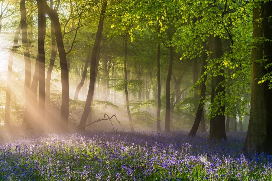 Months of perseverance and scouting led to this capture. This woodland is local to me, but took some time to find 'the' specific woodland and composition I wanted - then I waited through the entire bluebell season to get this shot with many early alarms and failed attempts. The weather in 2024 was consistently grey with low pressure, now allowing the conditions I hoped for. This was captured just at the end of the bluebell season, due to the cobwebs being spun on the bluebell flowers. The light was perfect, with the warm sun casting beautiful sunbeams through the fresh green leaves of the ancient beech trees in this copse. This specific photograph is pleasing due to the light splitting the scene, with a distinct sun beam cutting the scene in two. Above is the canopy and beautiful leaves, below is the stunning light and bluebells, creating a balanced, ethereal and magical springtime scene.