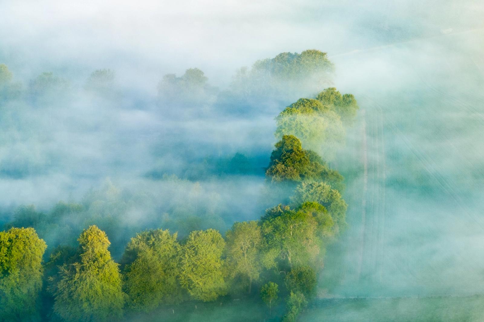 A temperature inversion settles over mixed deciduous woodland near Henley-on-Thames, the upper canopies of oak and ash breaking the mist layer in raking early-season light. The aerial vantage compresses depth into alternating bands of green and pale vapour, giving the scene an almost topographic quality. Shot in early May, the fresh foliage retains its acid-green translucency before the summer canopy densifies.
