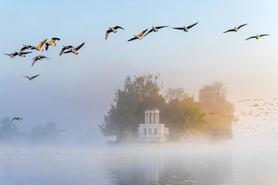 Canada geese break from the river in loose formation as early mist dissolves around a neoclassical island folly on the Thames. Warm ground fog diffuses the rising light behind the treeline while a second, denser skein wheels away to the right, lending the scene layered depth and movement. The juxtaposition of wild flight and composed Georgian architecture gives the image an uncommon stillness within its chaos.