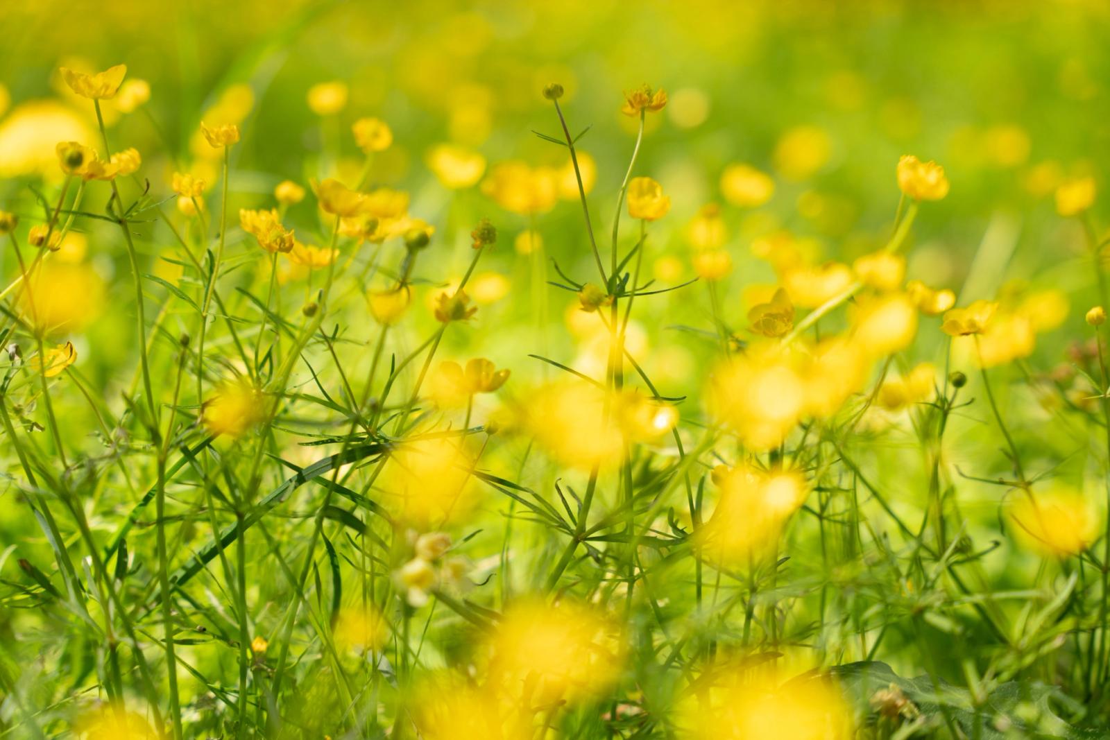 A dense stand of meadow buttercups photographed at ground level with a wide aperture, reducing the mass of yellow flowers and green stems to overlapping planes of soft focus. The shallow depth of field and warm midday light create an impression of abundance rather than individual detail.