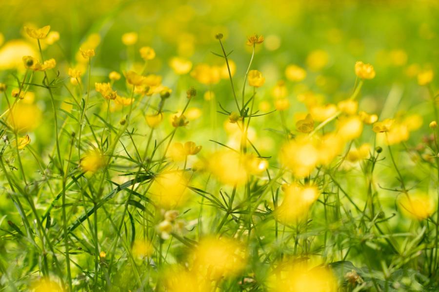 A dense stand of meadow buttercups photographed at ground level with a wide aperture, reducing the mass of yellow flowers and green stems to overlapping planes of soft focus. The shallow depth of field and warm midday light create an impression of abundance rather than individual detail.
