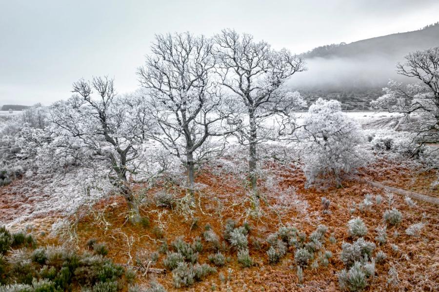 A grove of mature oaks stands heavily rimed with hoarfrost on the floor of Strathspey, Cairngorms National Park, December 2025. The warm ochre of dead bracken beneath provides the only colour against a near-monochrome scene of frosted understorey and hill fog rolling off the slopes above. The elevated drone position reveals the full extent of the frost event across the valley floor.