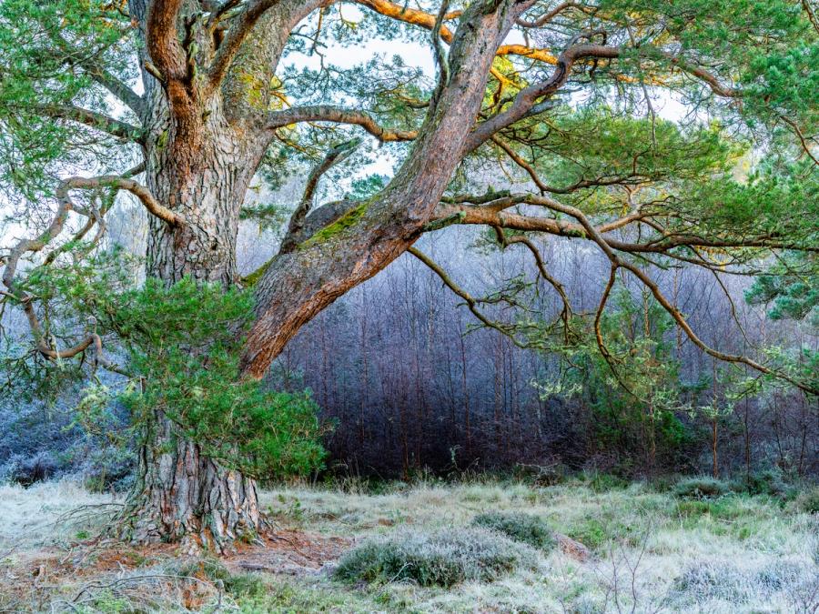 A veteran Scots pine dominates the foreground, its deeply furrowed bark and sweeping lateral branches filling the frame against a frost-bleached understorey. Behind, bare deciduous stems recede into cool shadow, contrasting with the pine's retained green canopy. The frost on grasses and heathland vegetation places the image firmly in a cold, still midwinter morning.