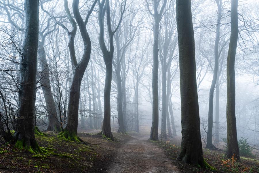 A woodland track in the Chilterns curves into dense winter mist between bare beech trunks, their moss-clad roots anchoring the foreground while successive layers of fog dissolve the canopy into pale abstraction. The cool, diffuse light and receding depth lend the scene a stillness that reads as studied rather than incidental. Captured at dawn in early March, when the Oxfordshire beechwoods remain leafless and the fog thickens rather than burns off.