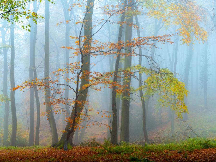 A young beech retains its copper leaves against a stand of tall, fog-softened trunks receding into a pale November morning in the Chilterns, Oxfordshire. The mist compresses depth and drains colour from the background, leaving the foreground foliage to carry the warmth of late autumn. A carpet of fallen leaves and low ferns anchors the composition at ground level.