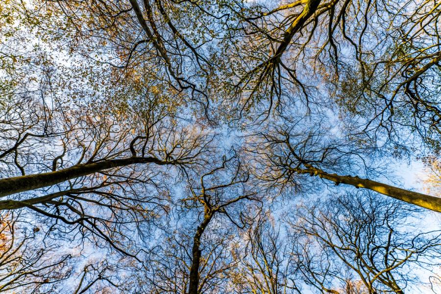 A worm's-eye view through a stand of beech trees in the Chilterns, Oxfordshire, the crowns thinning to bare branches against a pale blue sky in late autumn. Residual amber foliage clings to the uppermost growth while the branching structure fills the frame with dense, overlapping line. The composition draws the eye upward into the fractured light between the crowns.