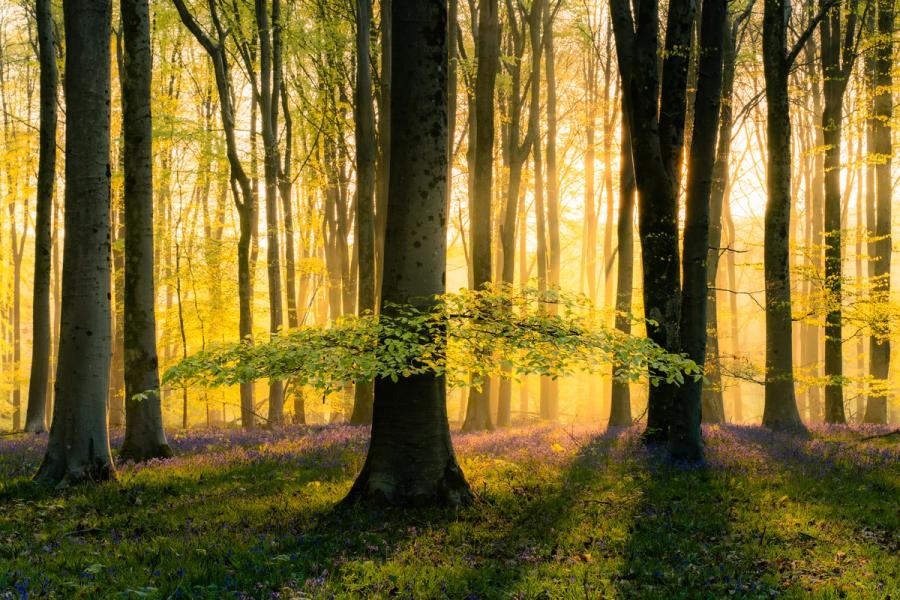 Beautiful old beech trees stand backlit from the golden sunrise, where bluebells carpet the woodland floor. A branch looks to be floating above the bluebells in the wonderful springtime conditions. The purple flowers of the native bluebells run into the distance towards the golden light of sunrise.