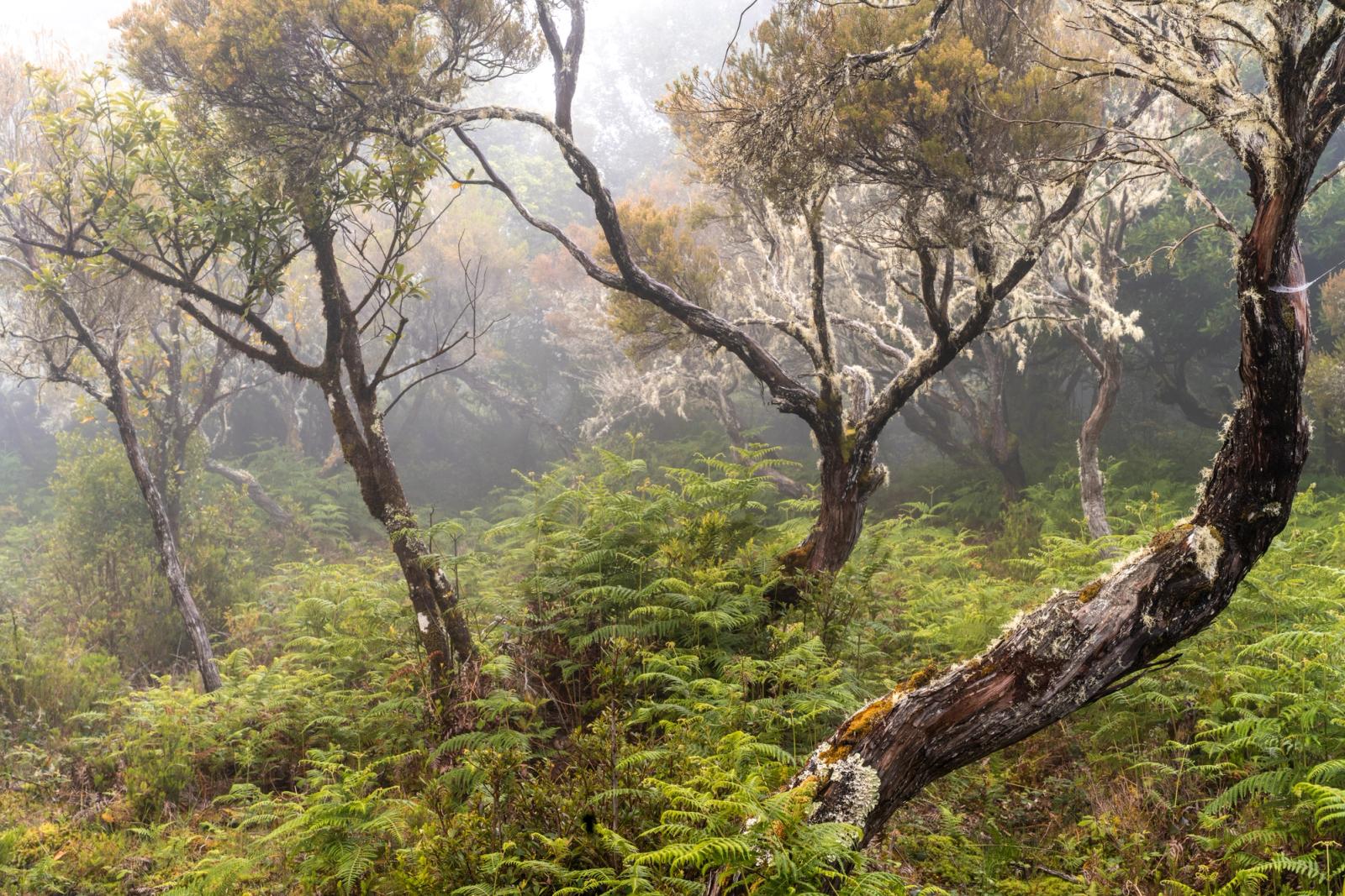 Lichen-draped trees emerge from low cloud in a dense laurel-heath woodland, their contorted forms rising above a dense understorey of tree ferns. Diffuse morning light filters through the mist, flattening contrast and lending the scene a quiet, primordial quality. The foreground trunk, encrusted with lichen and moss, anchors an otherwise weightless composition.