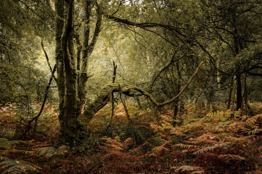A moss-covered fallen branch arches low through the understorey of a broadleaved woodland, its twisted form echoing the gnarled canopy above. Bracken in mixed stages of autumn die-back carpets the woodland floor, shifting from ochre to deep russet. Diffuse overcast light flattens contrast and draws the eye into the depth of the stand.